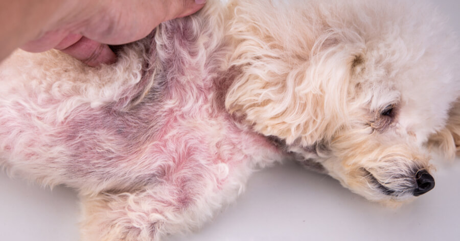 Detecta la dermatitis atópica en tu canino