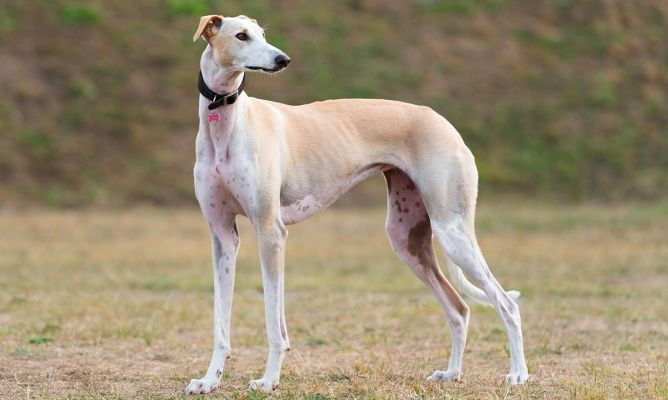 Las 4 mejores razas caninas para perros de terapia