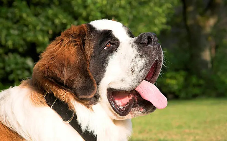 Las 4 mejores razas caninas para perros de terapia