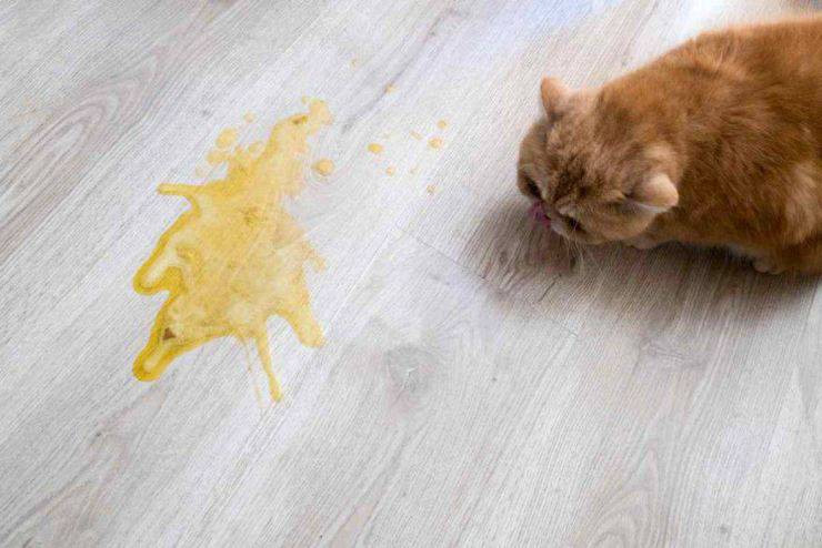 ¿Qué es la coccidiosis? ¿Puede afectar a mi gato?