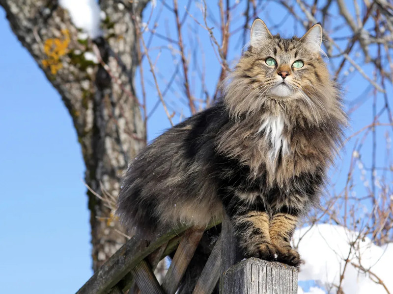 Si buscas un gato cariñoso, aquí tenemos algunas razas para ti