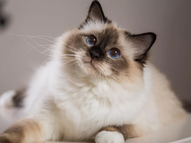 Si buscas un gato cariñoso, aquí tenemos algunas razas para ti