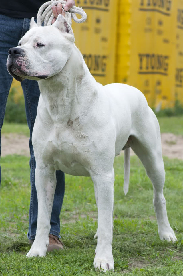 Te presentamos al Dogo Argentino