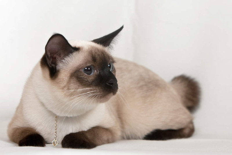 Conoce al Bobtail de Mekong, un peculiar felino