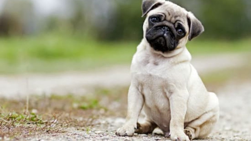 Hablemos de las particularidades del pug