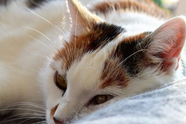 ¿Neumonía en los gatos? Identifícala a tiempo