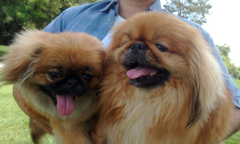 El perro pekinés, la raza real traída desde China
