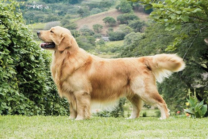 Acompañanos, te mostramos algunos de los canes con pelo largo, más populares