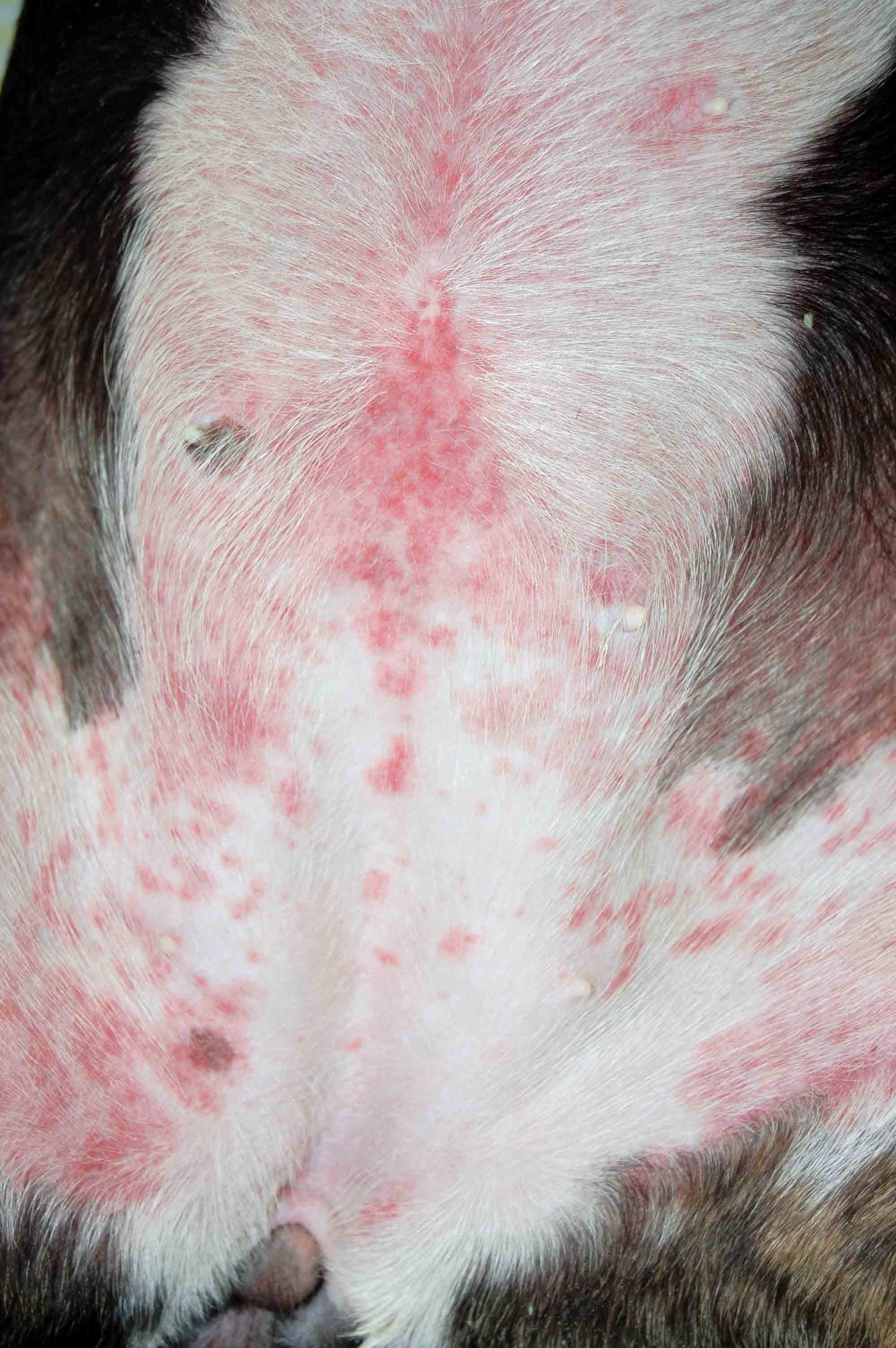 Cuida a tu perro de la urticaria con estos consejos