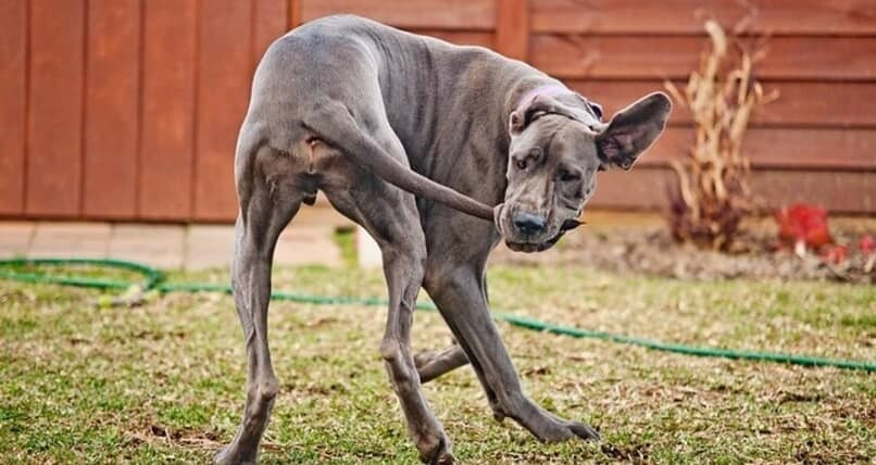 Descubre por qué tu perro pasa su tiempo persiguiendo su cola