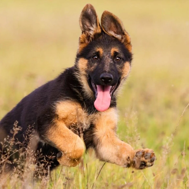 El pastor aleman, el perro amable e imponente