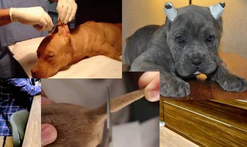 El corte de orejas y cola en perros, una práctica que debe desaparecer