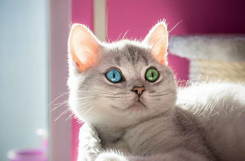 Heterocromía en gatos, ¿has escuchado hablar de este fenómeno?