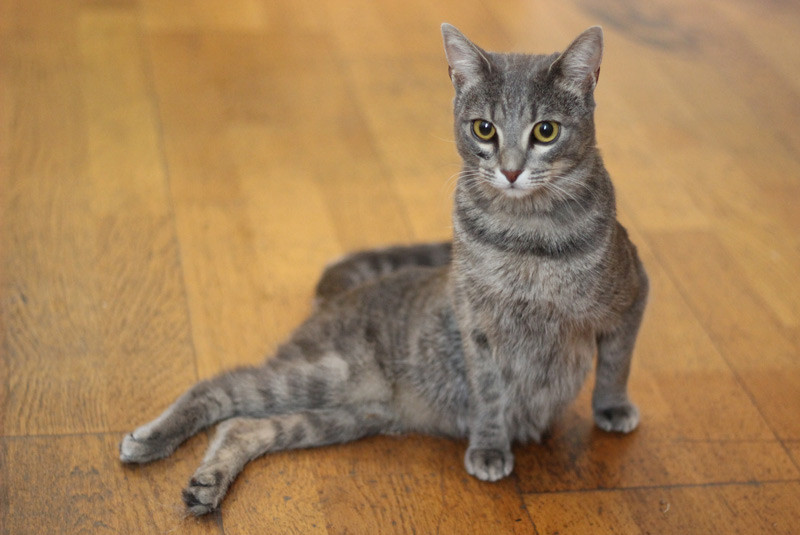 Displasia de cadera en gatos, te decimos qué es y sus cuidados