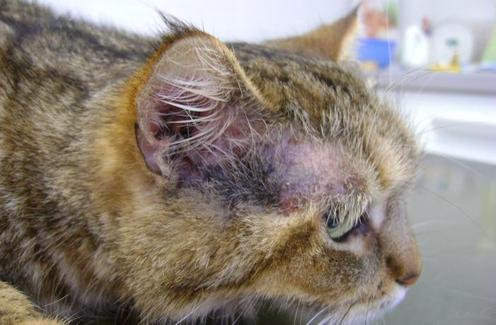 Dermatitis alérgica, también le puede pasar a tu gato