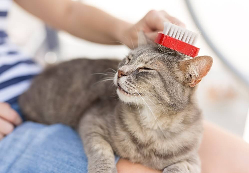 Cuidados y consideraciones para gatos mayores