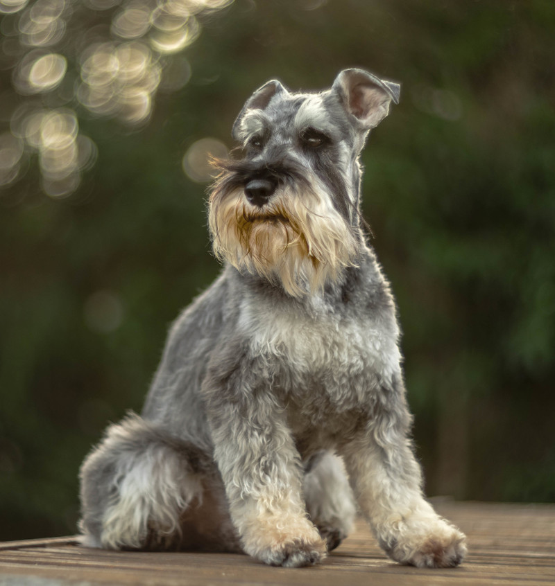 ¿Buscando perros grises? Aquí tenemos algunas razas para ti