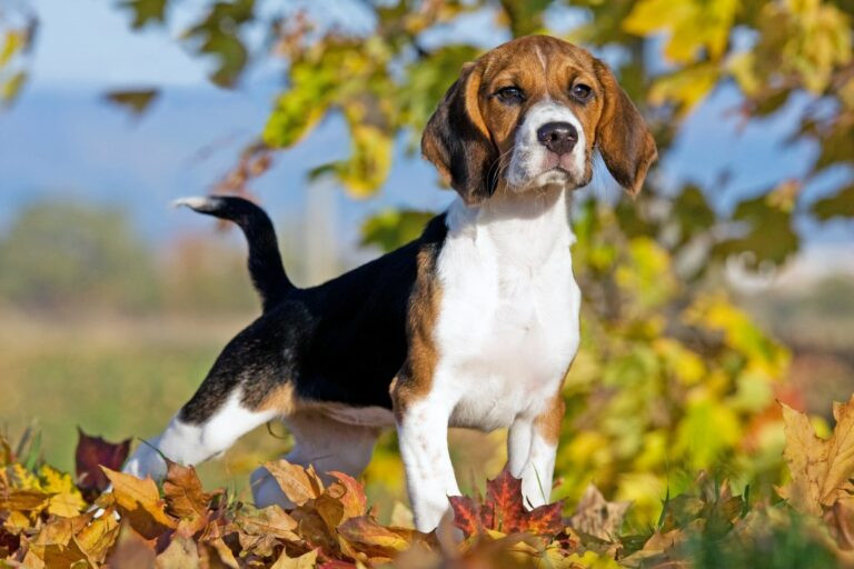 5 de la razas caninas más sanas