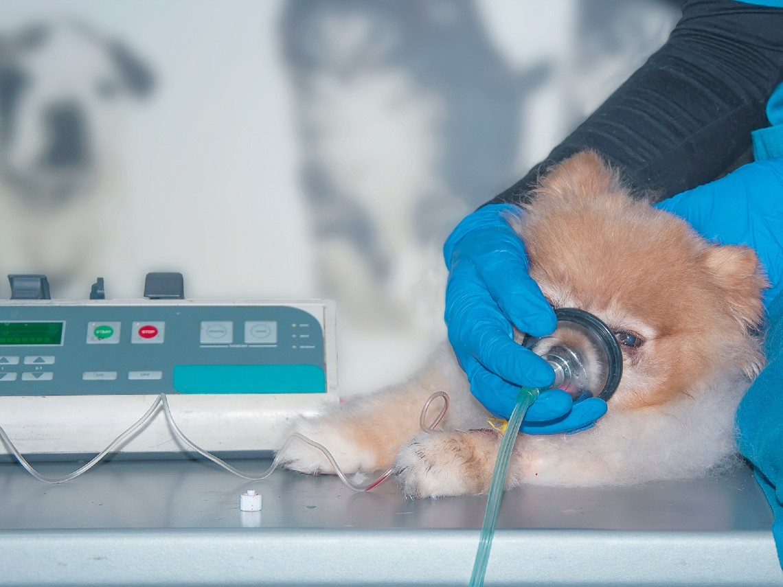 Así es, a los perros también les da asma