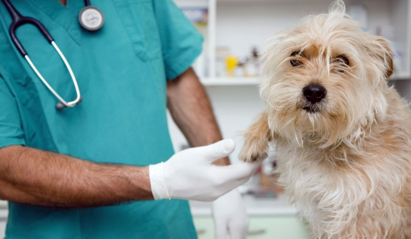 ¿Castración o esterilización? Te explicamos las diferencias