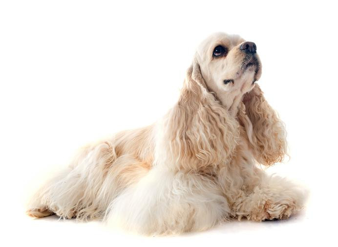 ¿Conoces al Cocker Spaniel Americano?