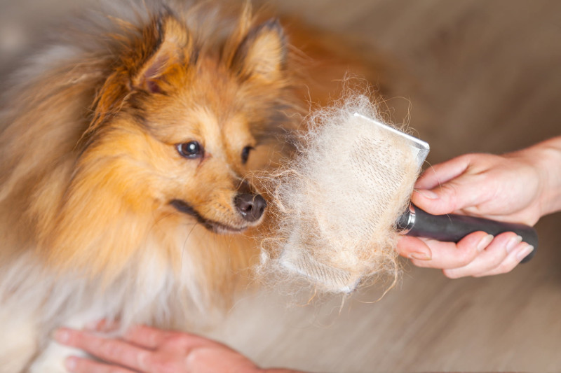 Todo lo que debes saber sobre la muda de pelo canina
