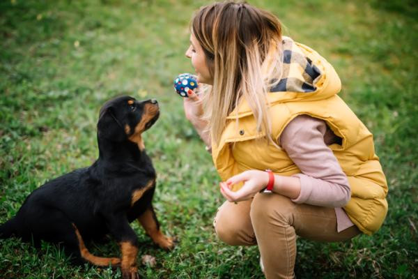 El entrenamiento, una de las actividades más importantes con tu cachorro