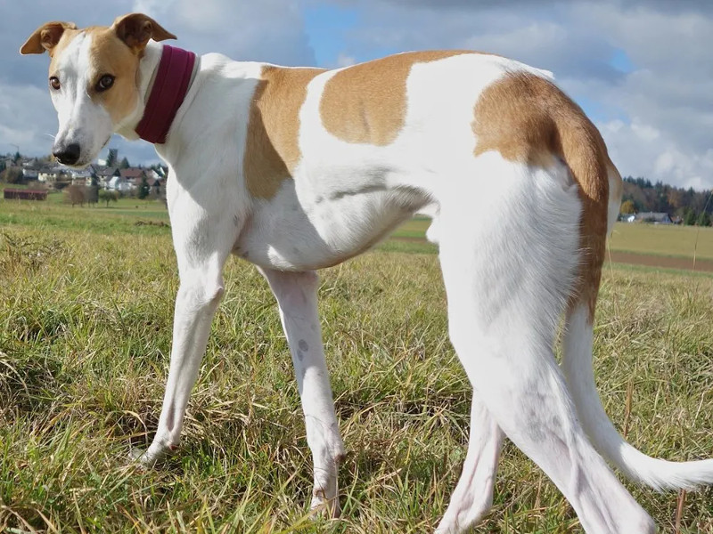 5 razas de perro perfectas para los corredores