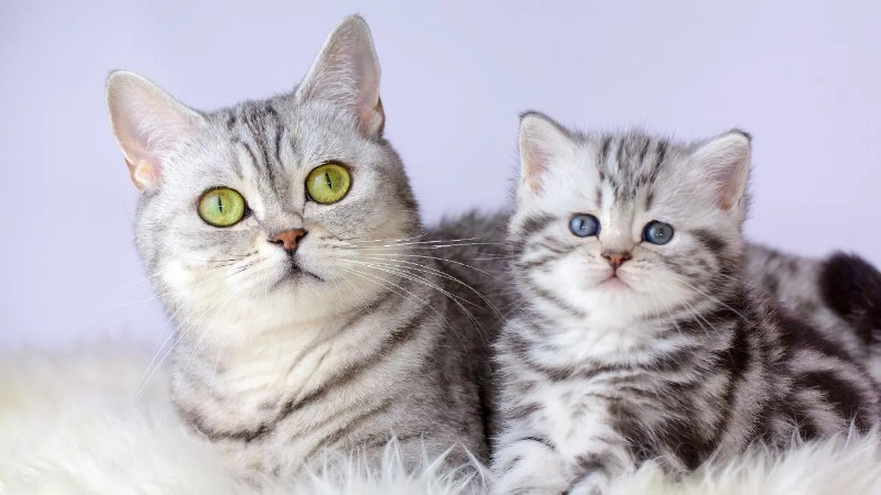 Conoce las diferentes etapas de la vida de tu gato