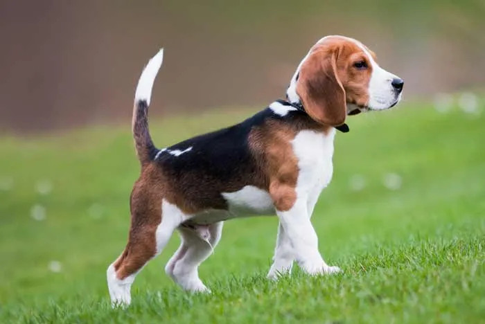 Te prestamos algunas de las razas caninas de tamaño mediano más populares