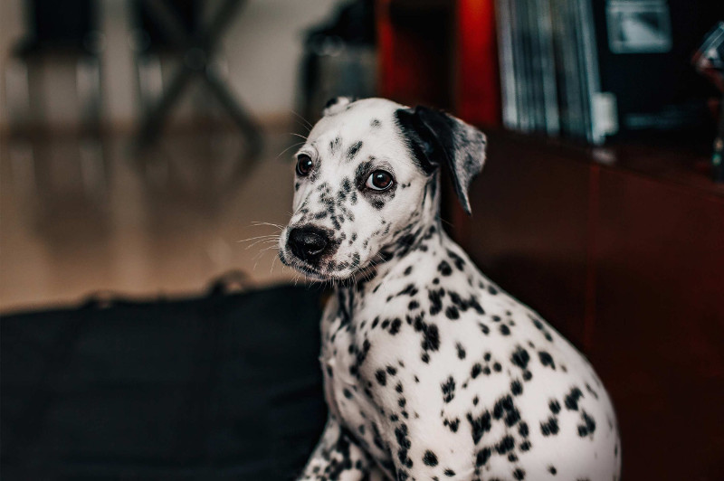 Te prestamos algunas de las razas caninas de tamaño mediano más populares