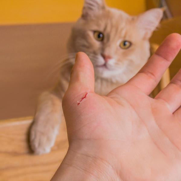 ¿Qué hago si me muerde un gato doméstico?