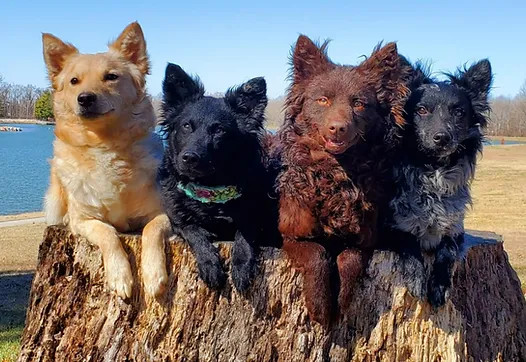 ¿Conoces al Mudi? Te lo presentamos