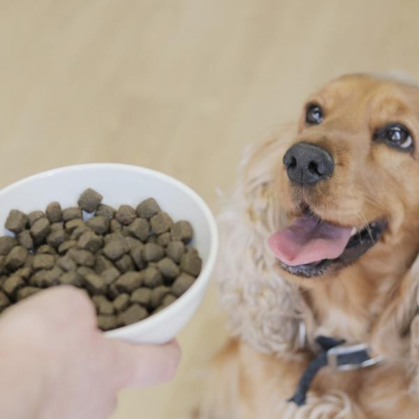 Alimenta óptimamente a tu perro con estos consejos básicos