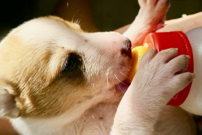 ¿Sabes en qué consiste la alimentación de un perro cachorro? Aquí te lo decimos