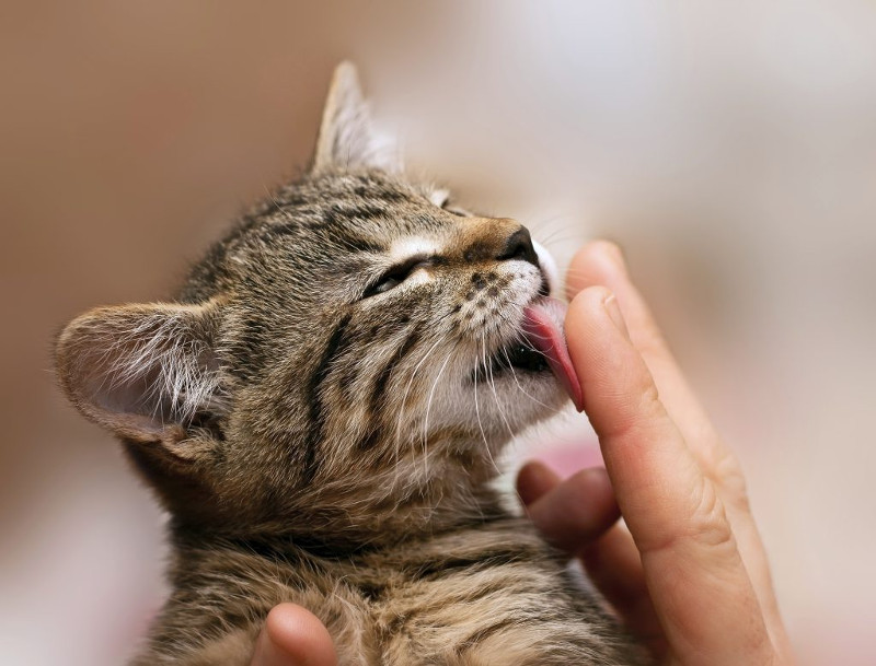 ¿Qué significa que mi gato me lama?