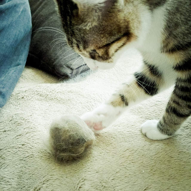 Bolas de pelo en gatos, te decimos cómo se forman