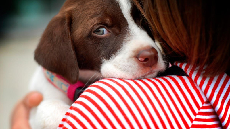 ¿Por qué mi perro es muy apegado? Parte 1.