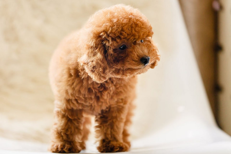 ¿Por qué tiemblan los perros?