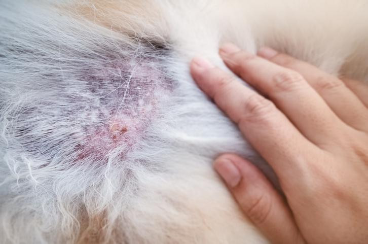 Dermatitis seborreica en caninos, identifica los síntomas