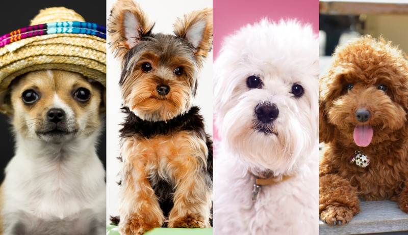 ¿Por qué los perros de raza pura son propensos a más enfermedades?