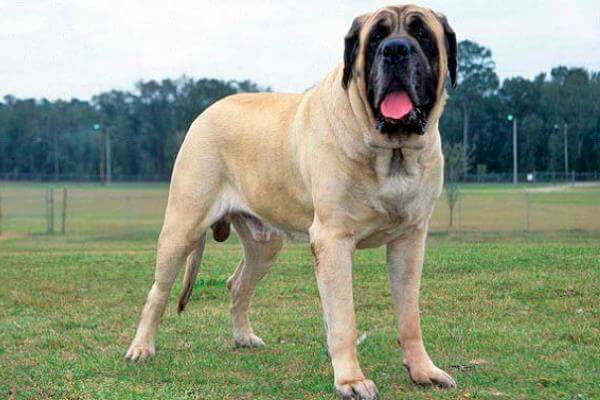 Conoce a estas razas caninas de gran tamaño