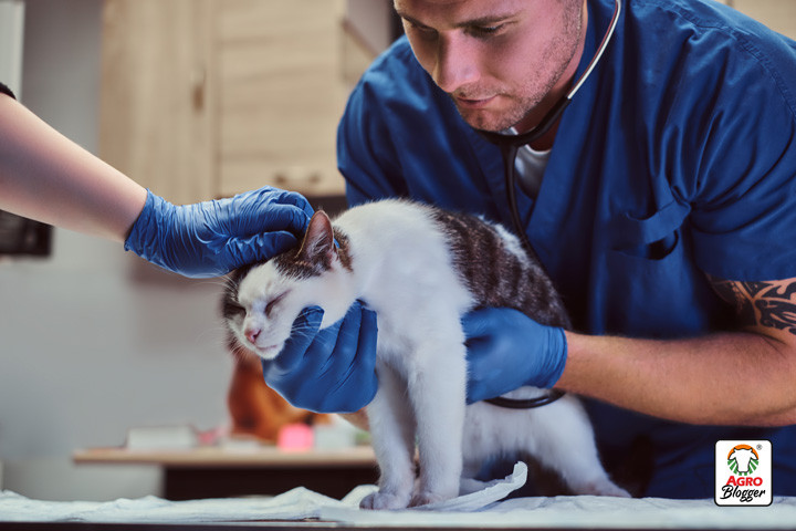 Las enfermedades cardiacas en gatos (Cardiomiopatía hipertrófica)