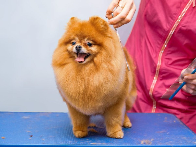 Conoce los básicos del pelaje del pomerania