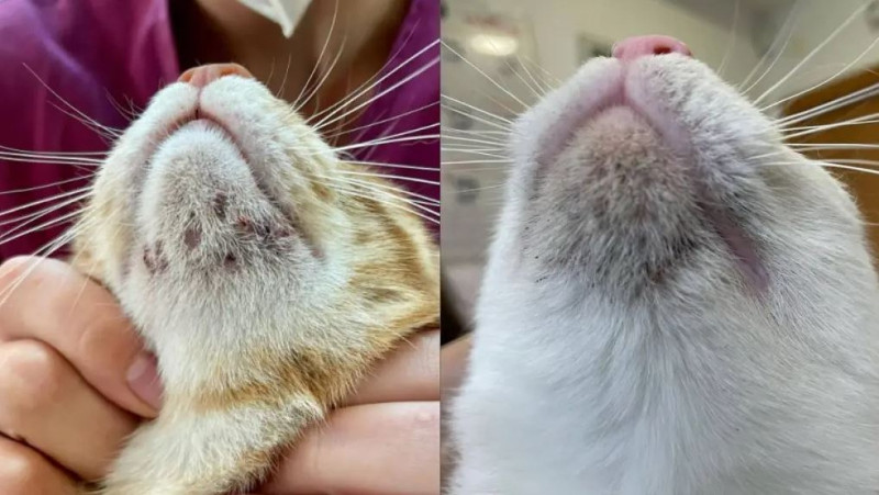 Acné felino, un problema más común de lo que parece