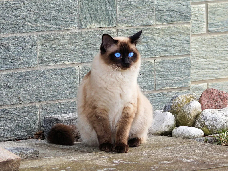 Conoce los padecimientos más comunes del gato siamés