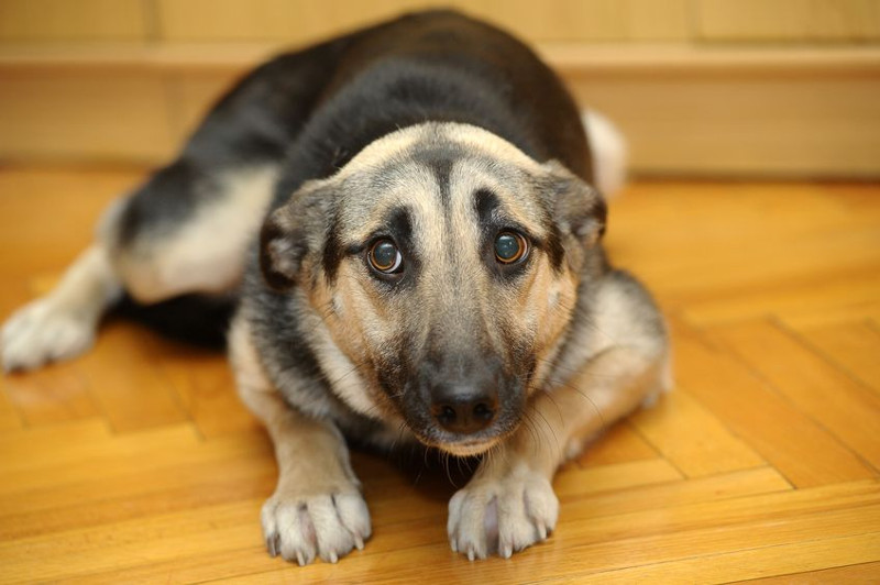 Si tienes un perro miedoso, esto es lo que debes hacer