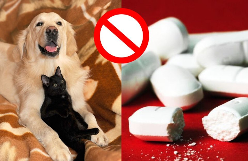Mantén estos medicamentos alejados de tu mascota