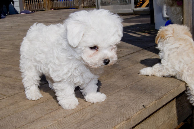El bichón boloñés, un pequeño travieso