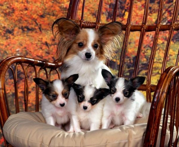 ¿Cuál es la edad correcta para separar a los cachorros de sus madres?